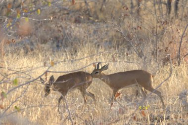 Ormandaki vahşi geyik