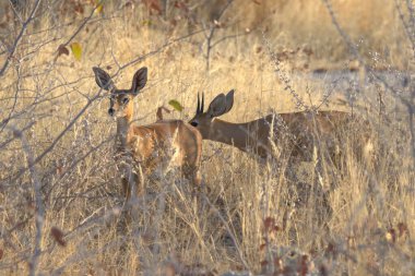 Vahşi doğada bir geyik