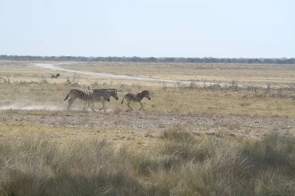 Kenya bozkırında bir grup hayvan.