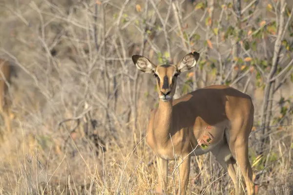Hayvanat bahçesindeki dişi geyik