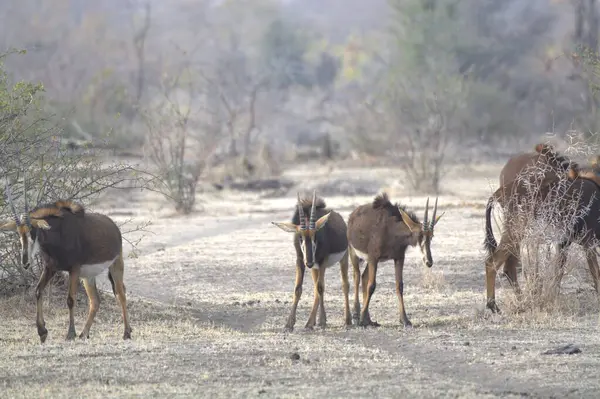 Ormanda bir grup geyik