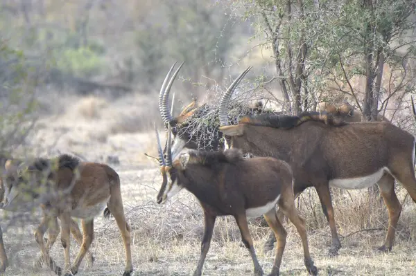 Afrika Bizonu, Güney Afrika