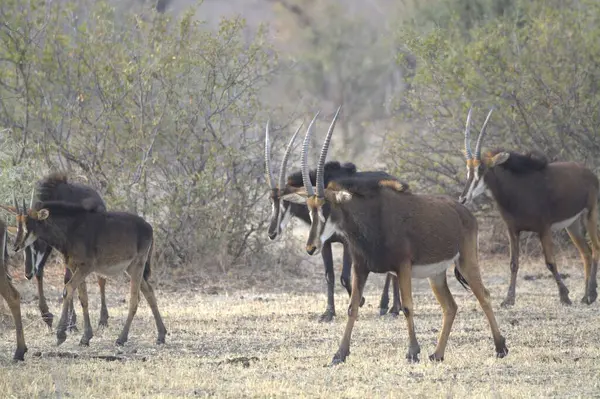 Afrika bozkırında bir geyik sürüsü.
