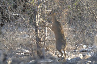 Gri sincap (Sciurus carolinensis )