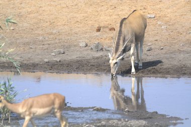 Genç dişi geyik suda süt içiyor.
