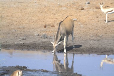 Hayvanat bahçesindeki sevimli bir geyiğin yakın plan fotoğrafı.