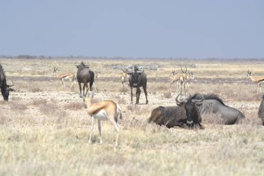 Kenya bozkırında bir grup zebra.