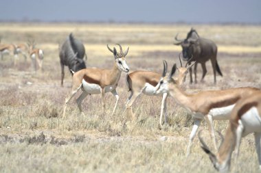 Savanadaki bir grup vahşi geyik.