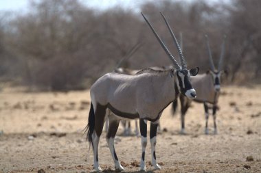 Çayırdaki güzel ceylan