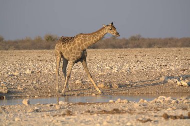 Afrika 'da su içen zürafa.