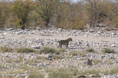 Çöldeki şirin bir aslanın yakın plan fotoğrafı.