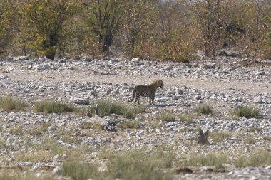 Hayvanat bahçesinde bir aslan