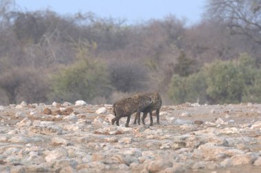 Savanadaki bir grup hayvan.