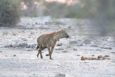 Hayvanat bahçesindeki kırmızı kurt