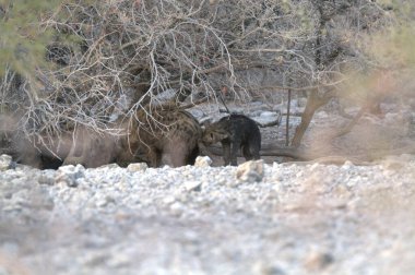 Ormanda güzel bir vahşi kedi görüntüsü.
