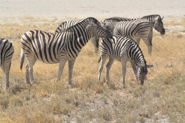 Bir grup zebra bozkırda