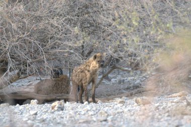 Kenya bozkırında vahşi bir sırtlan