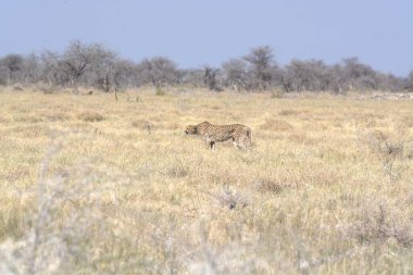 Kenya bozkırında çita