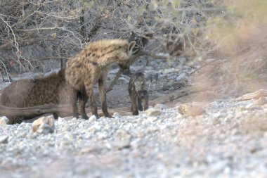 Vahşi kızıl geyik doğal yaşam alanında, fauna