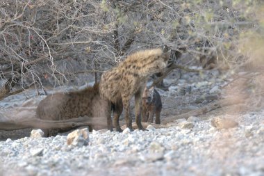 Yaban domuzu (köpek lupus) )