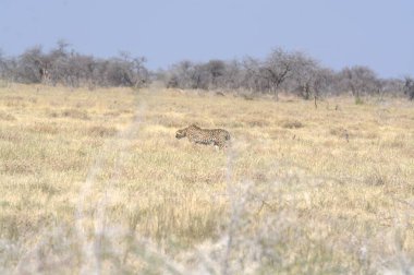 Güneşli bir günde, kuru çimlerde genç bir aslanın güzel bir görüntüsü.