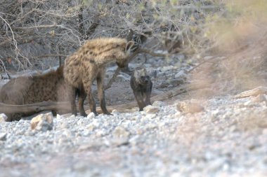 Ormandaki kırmızı geyik