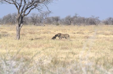 Savanada vahşi Afrika zebrası