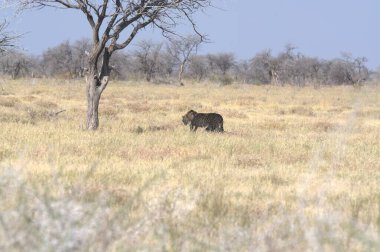Çimlerde vahşi bir leopar
