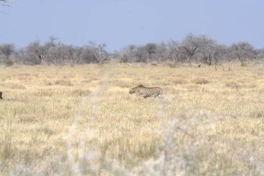 Vahşi hayvanlar, Afrika bozkırları
