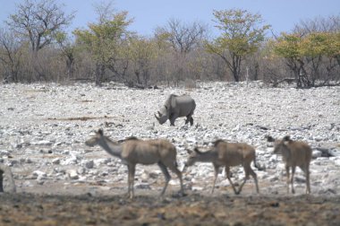Çölde bir grup fil.