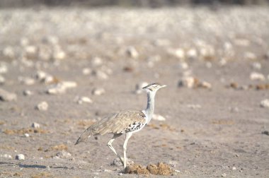 Yerde yürüyen şirin beyaz bir kuşun yakın plan fotoğrafı.