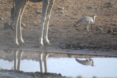 Doğal yaşam alanının güzel manzarası