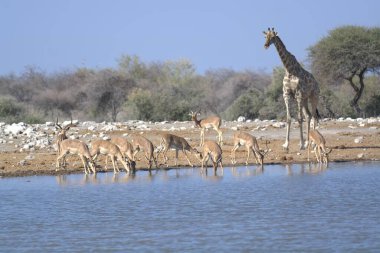 Afrika savanındaki zürafa