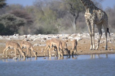 Suda bir grup zürafa