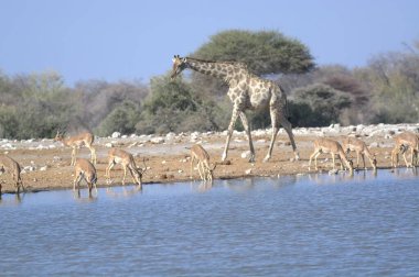 Savanada yürüyen zürafalar