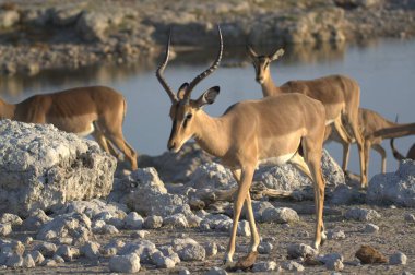 Vahşi Afrika antilobu (Afrikalı sha )