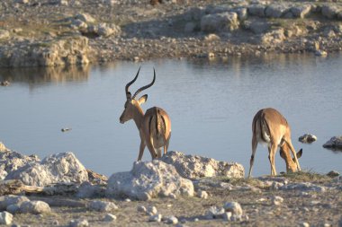 Savanadaki vahşi hayvanlar, savannah
