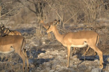 Hayvanat bahçesindeki kırmızı geyik