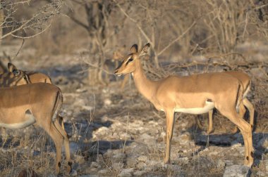 deer in the savannah