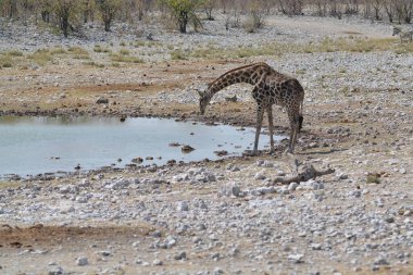 Zürafalar Namibya Savannah