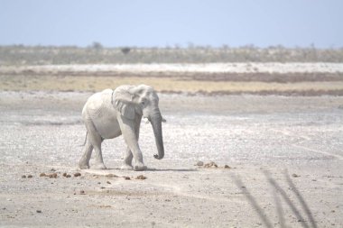 Etoşa Ulusal Parkı, Namibya 'da güzel bir fil görüntüsü.