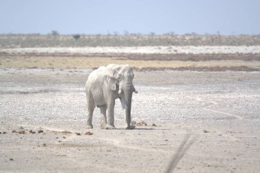 Etoşa Ulusal Park Namibya 'sında beyaz fil