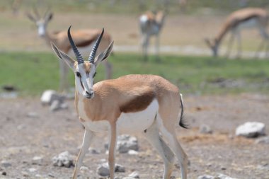vahşi Kızıl geyik