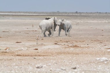 Büyük beyaz bir fil çölde yürüyor.