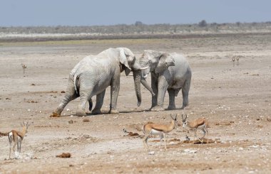 Kenya savanındaki filler