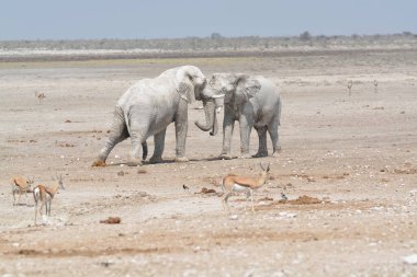 Etoşa Ulusal Parkı 'ndaki fil ve bebek Namibya, Afrika