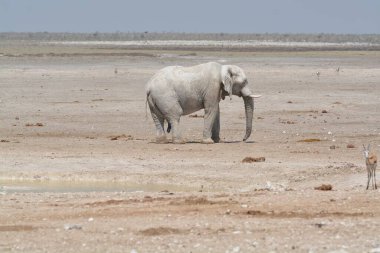 Etoşa fili, etosha
