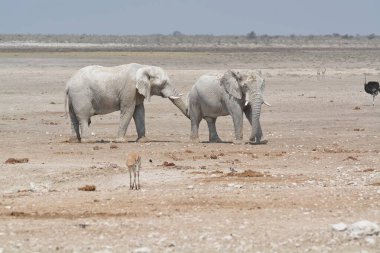 Etoşa 'da yürüyen bir grup fil.