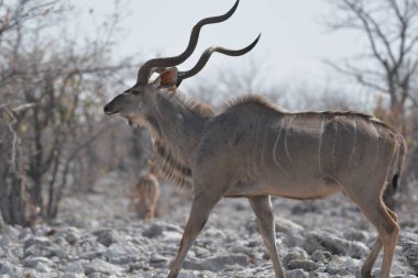 Namibya 'daki Etoşa Milli Parkı' nda