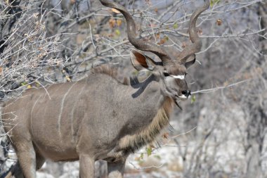 Kenya, Ulusal Park 'ta Afrika akvaryumu.